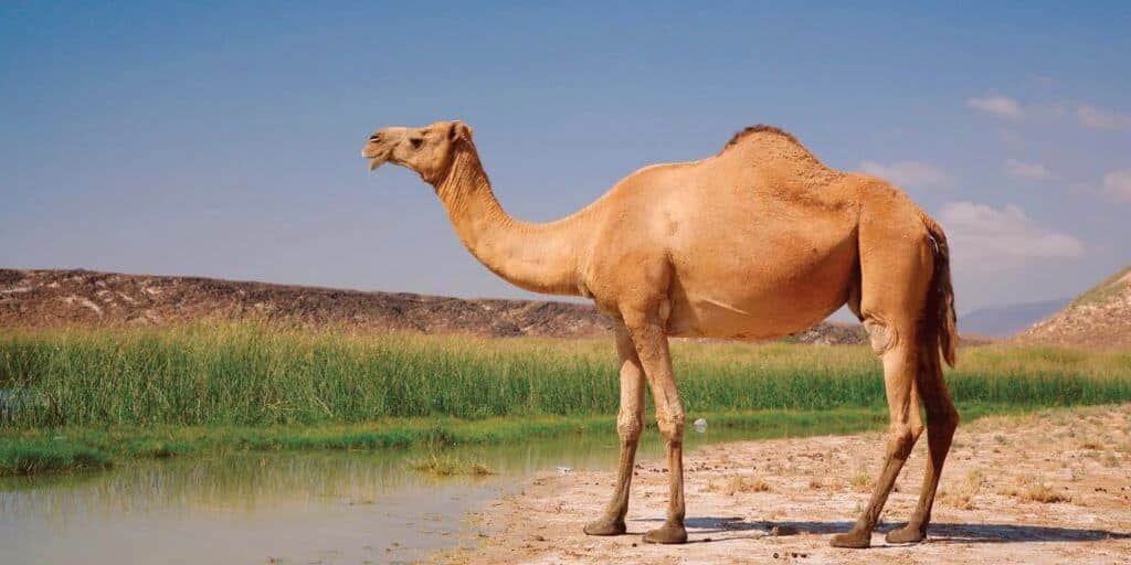 Desert Wildlife: Everything You Need to Know